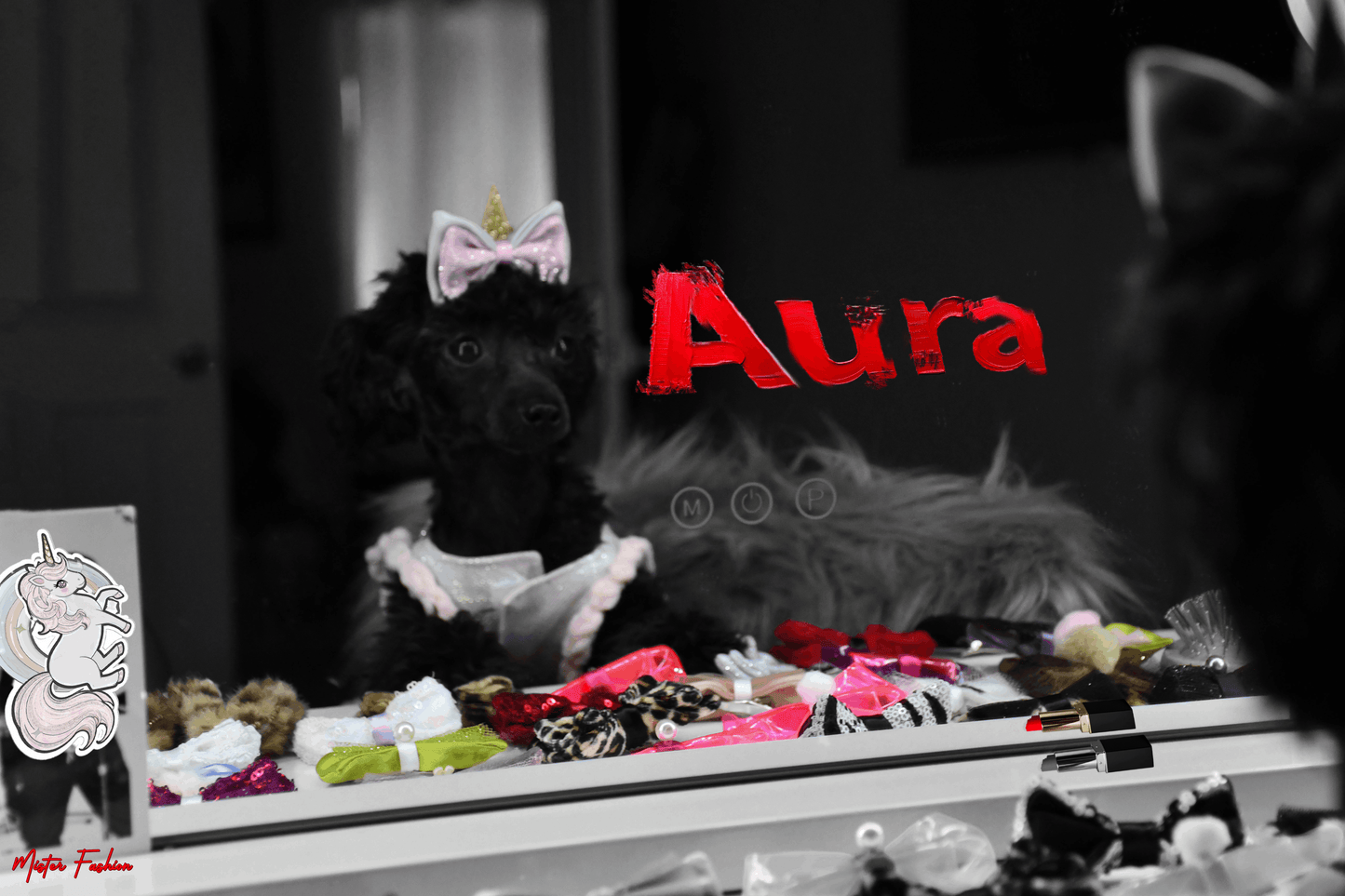 Aura the toy poodle looks in the mirror. Her name in lipstick in the mirror.