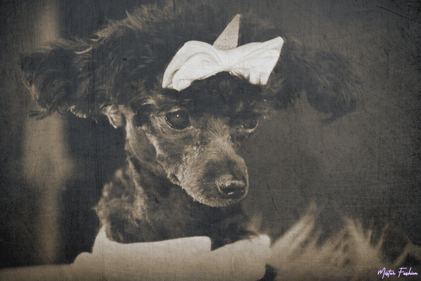 aura the poodle is wearing a mister fashion studio costume and hair bow.