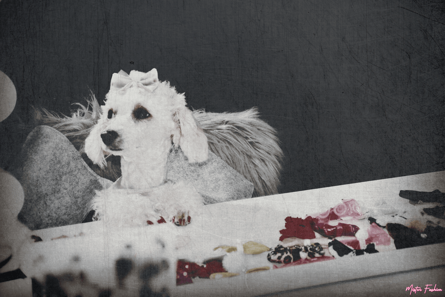 Celine the poodle wears an elephant costume and hair bow by mister fashion studio.