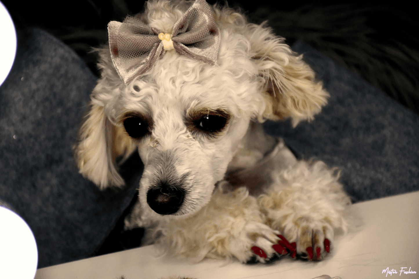 Celine the poodle is in a mister fashion studio per costume.
