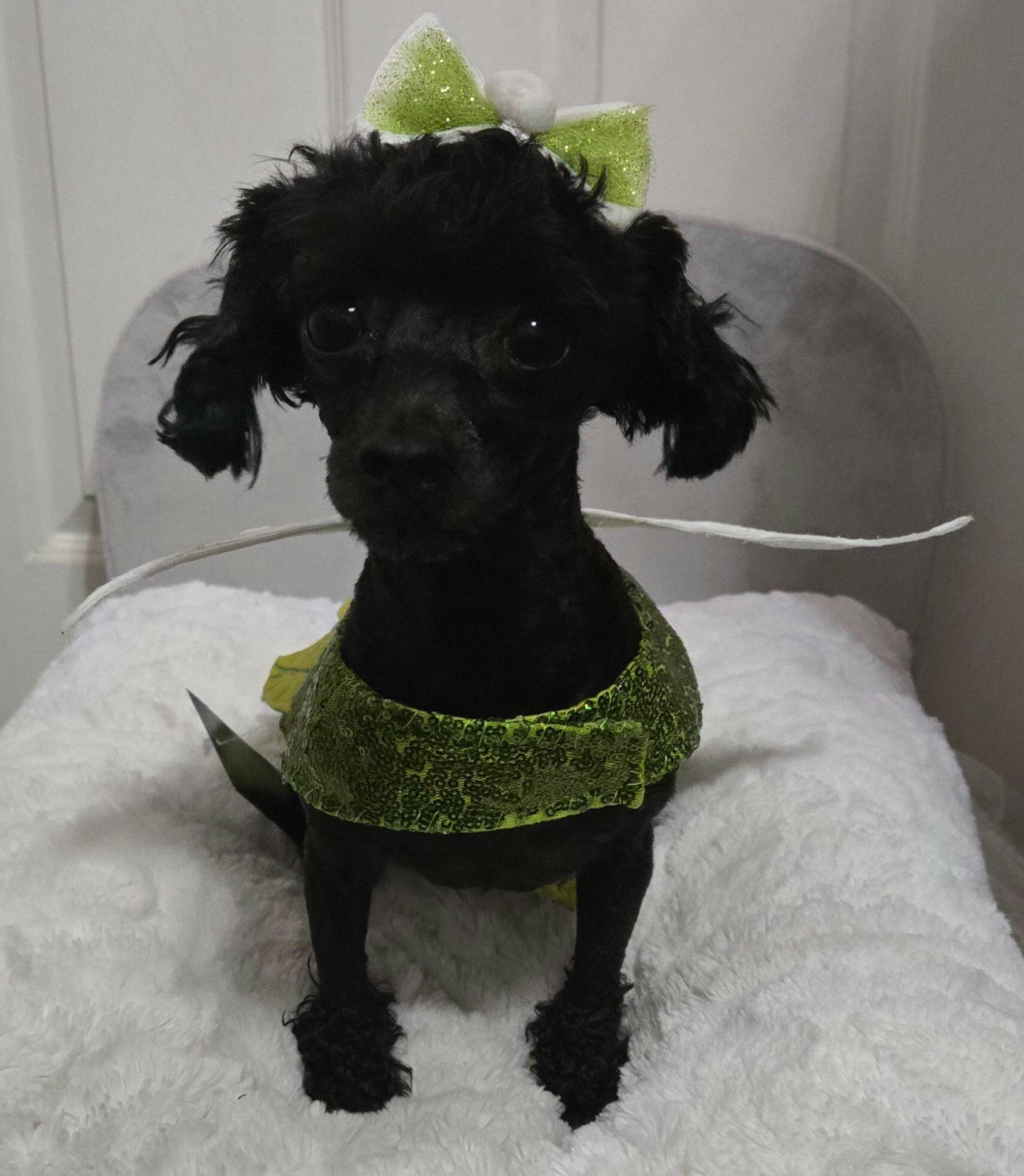 zelda wearing enchanted fairy pet dress