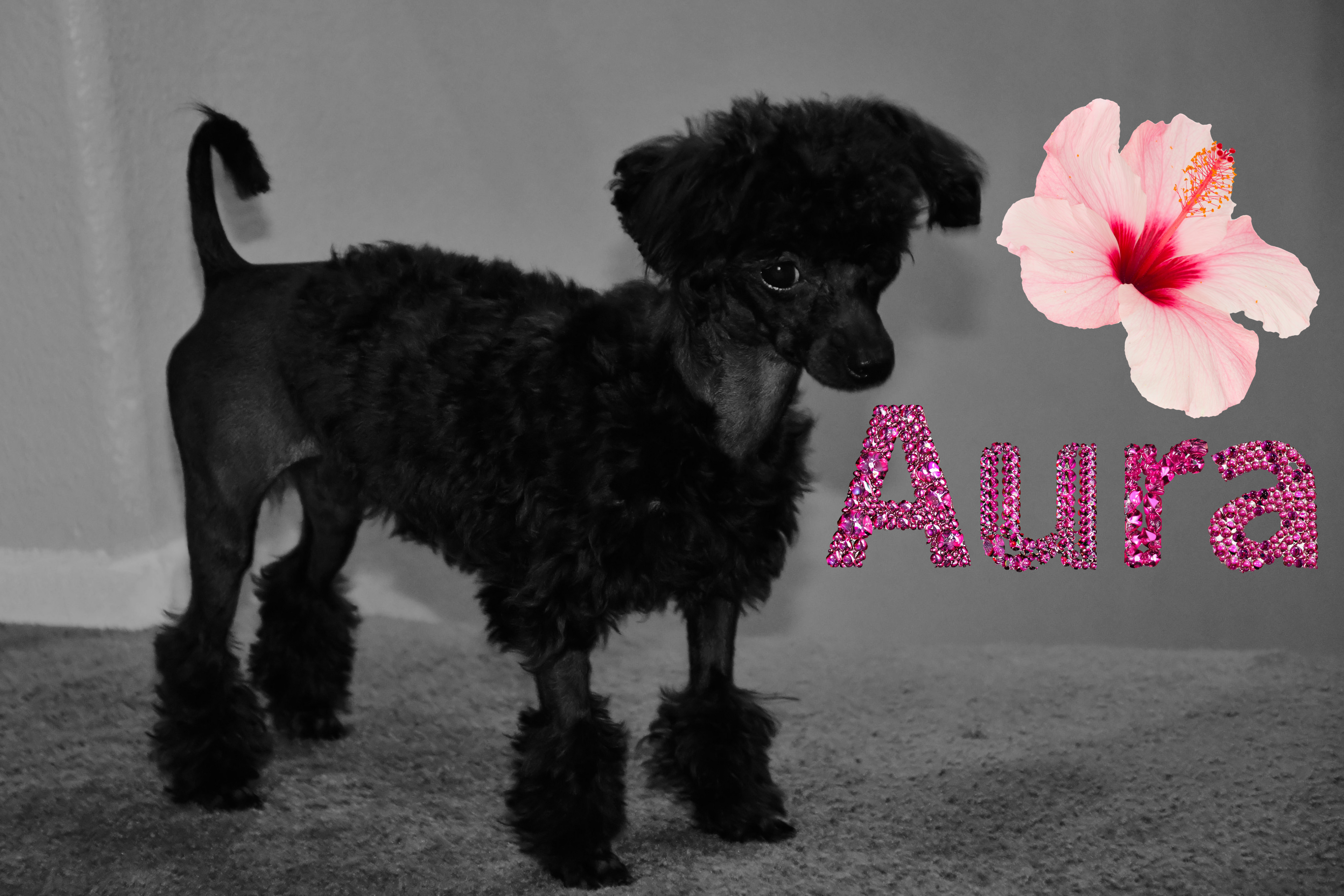 Aura the toy poodle. Mister fashions daughter. 