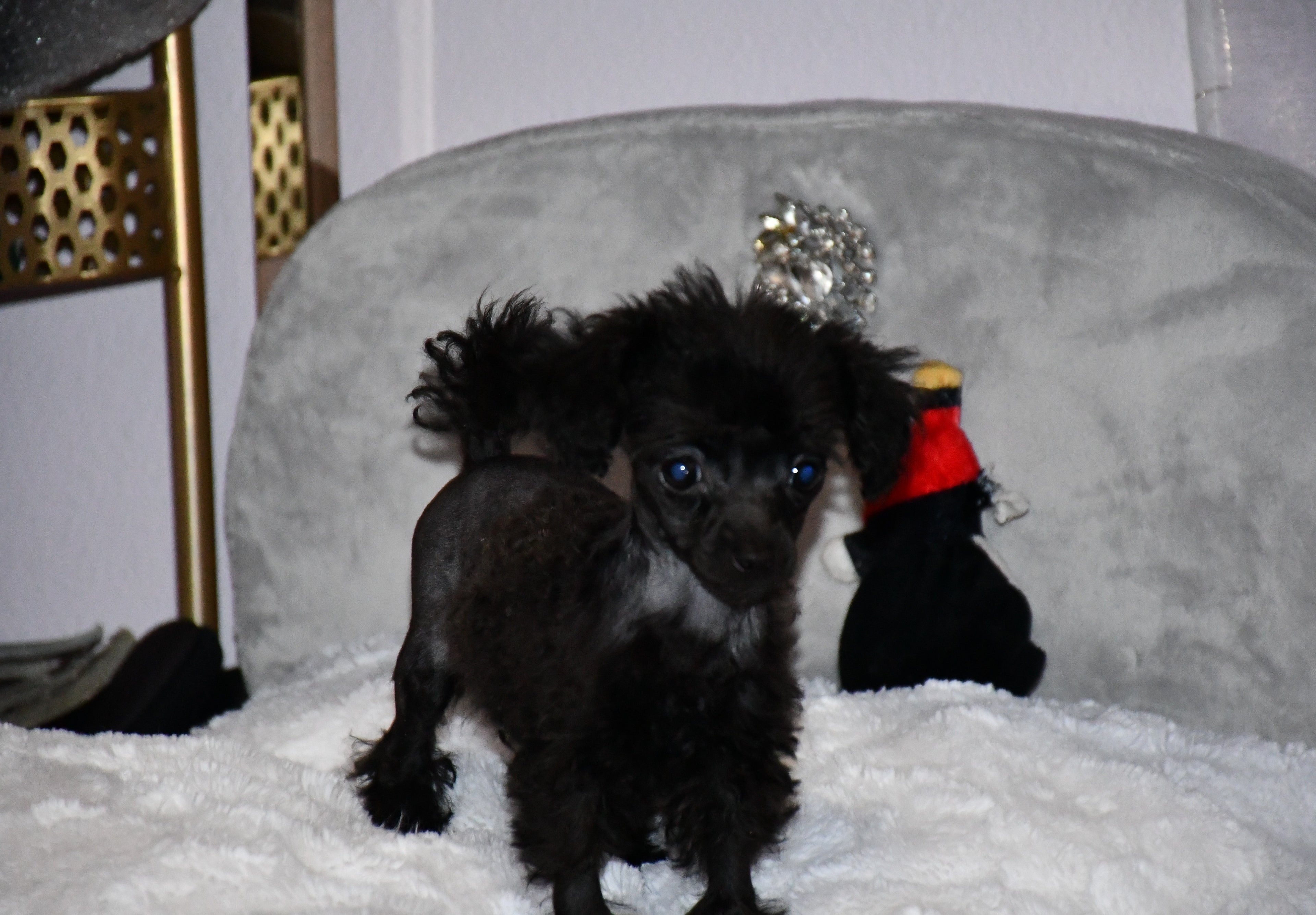 A baby poodle named Aura. Mister Fashions daughter.