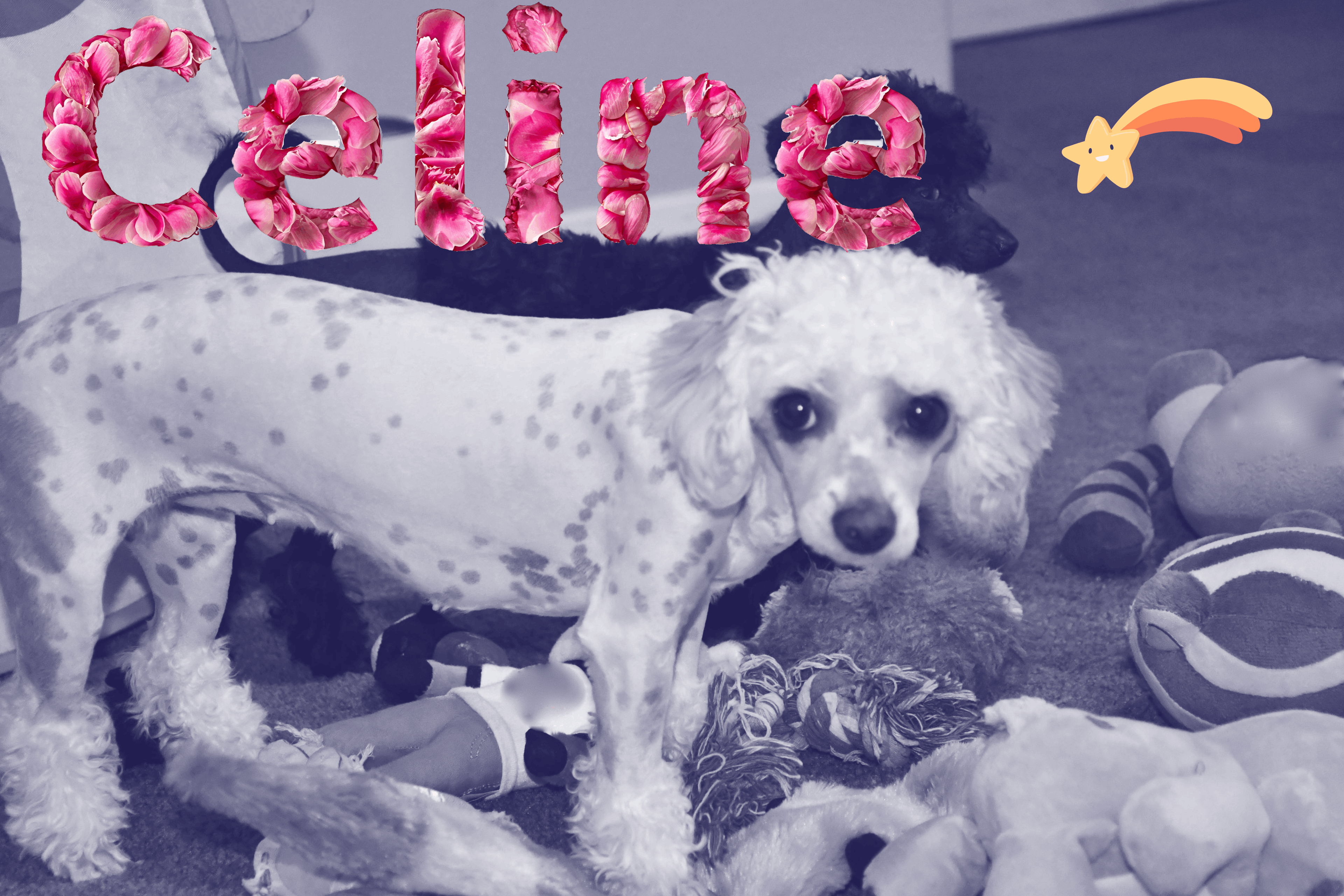 Celine the toy poodle. Mister fashions daughter. 