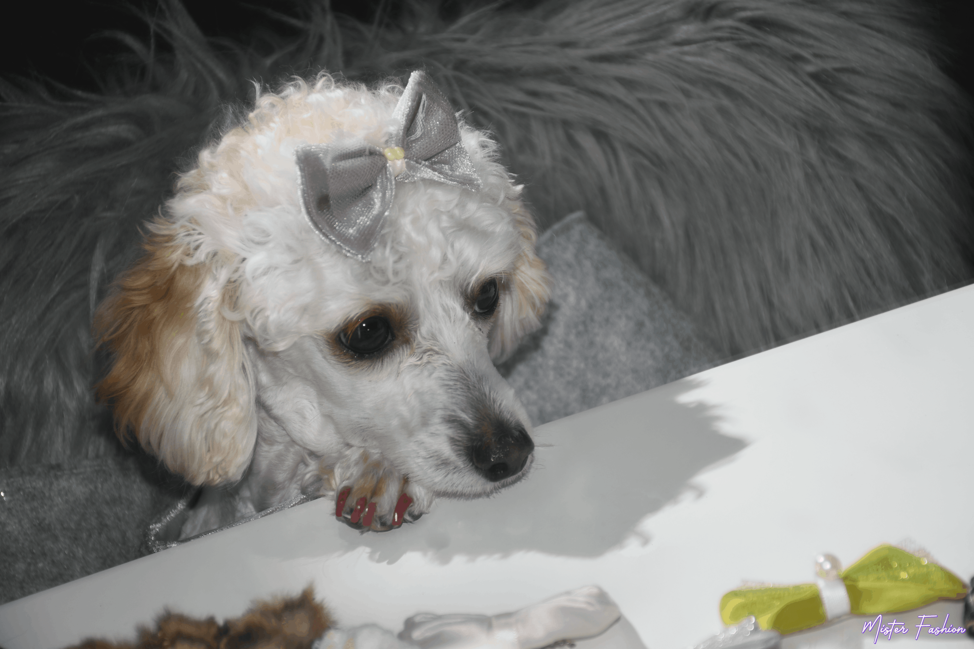 Celine the poodle with red nails wears a costume by mister fashion studio. 