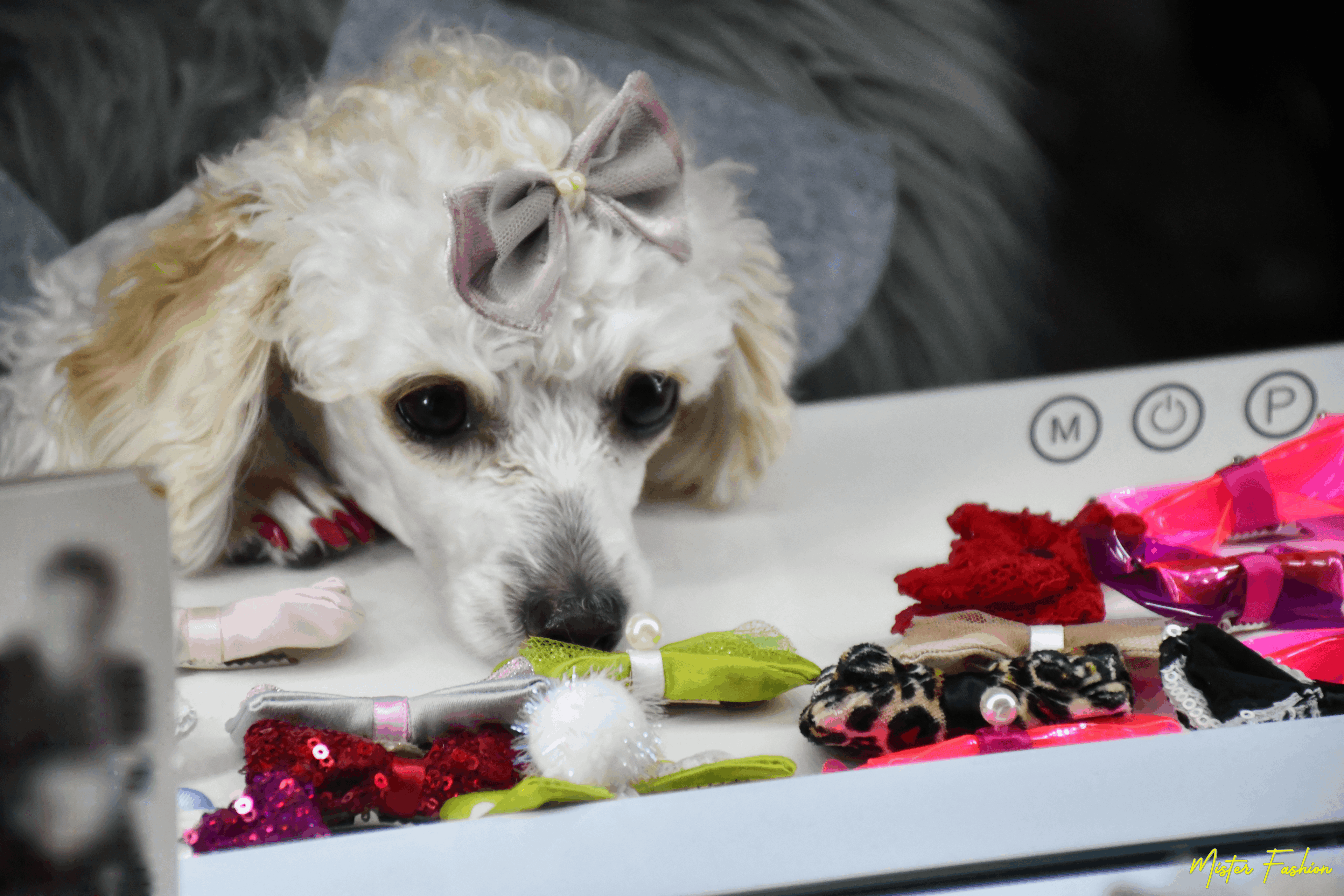 Celine the poodle looks at herself in the mirror. 