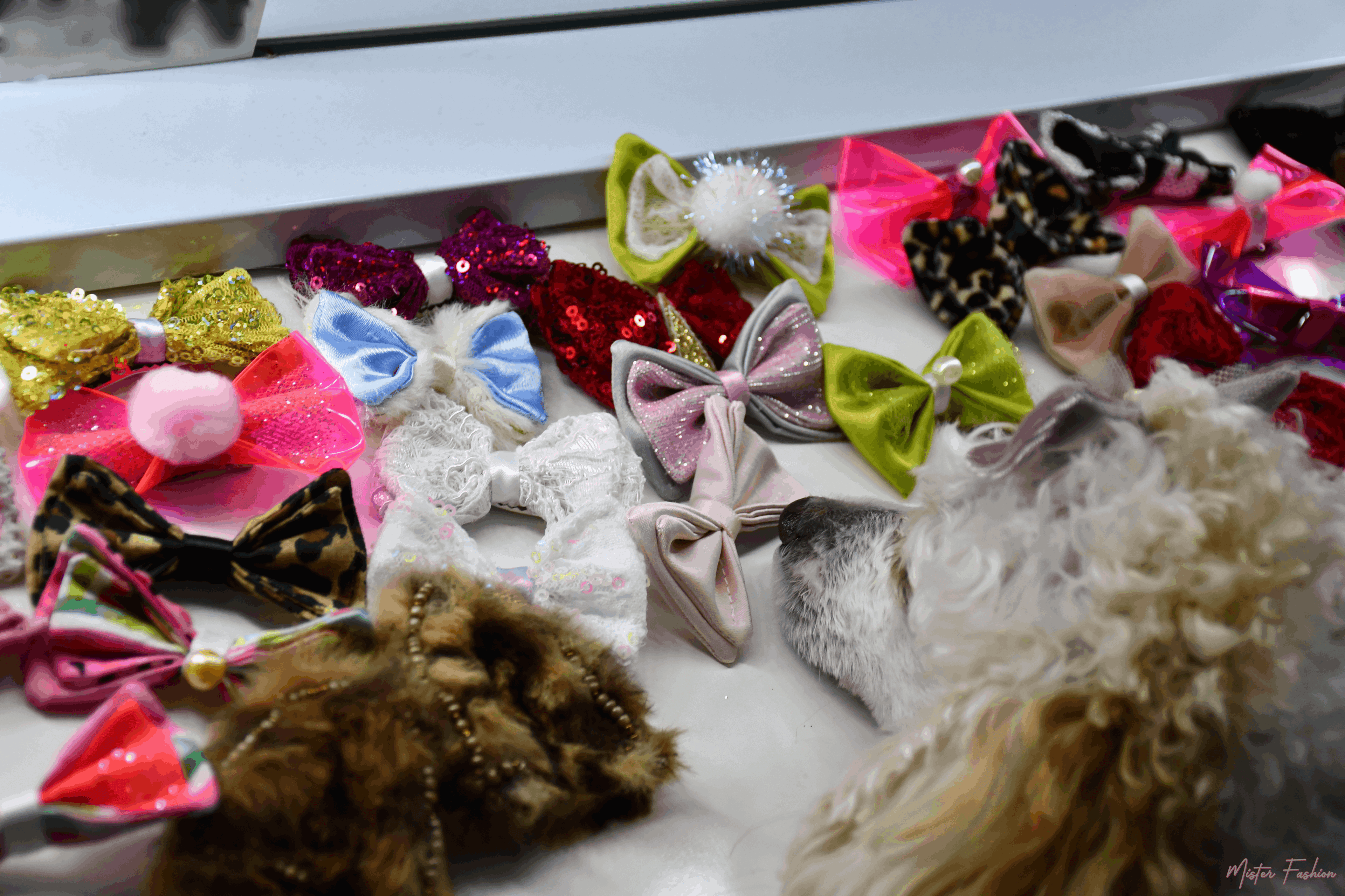 Celine is laying her head next to many accessories by mister fashion studio. 