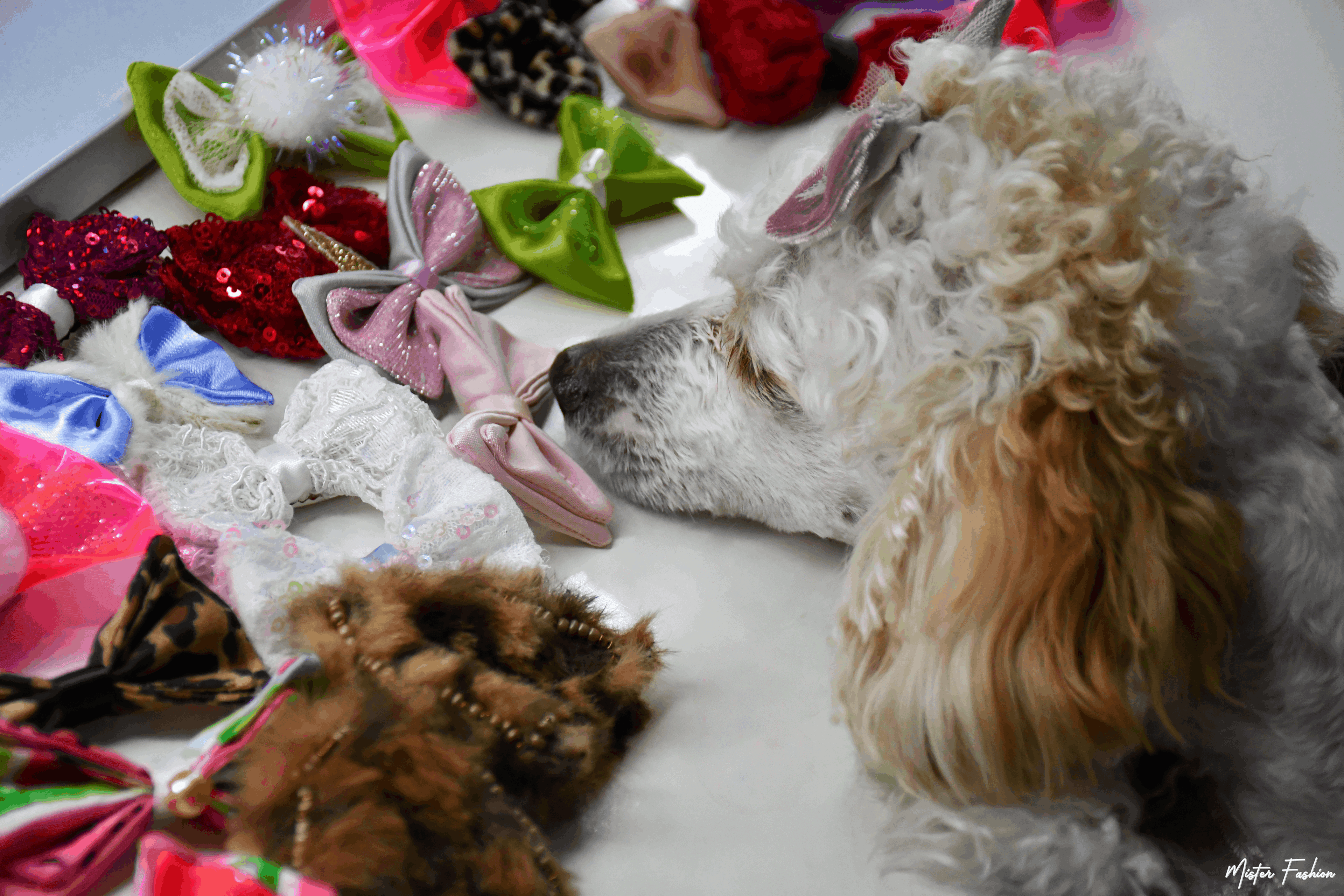 Celine the poodle is next to many pet accessories by mister fashion studio