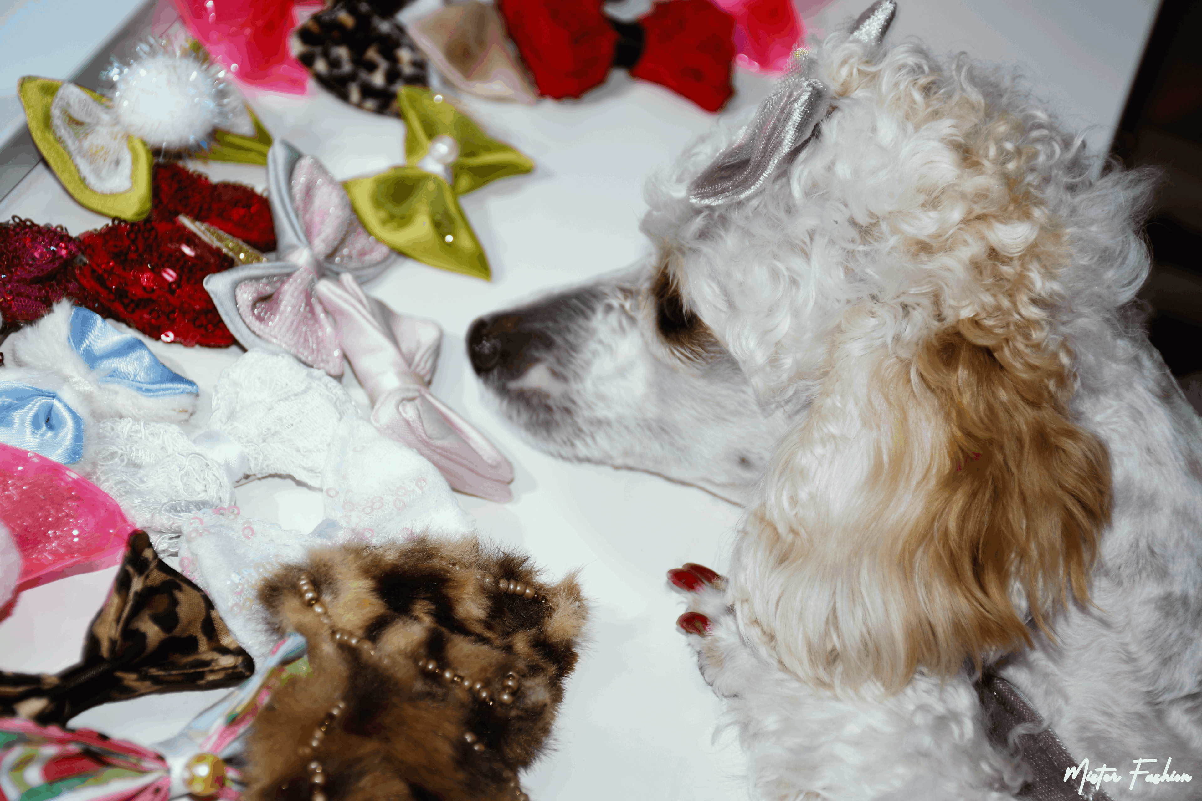 Celine the poodle lays her head next to all her pet hair bows. 
