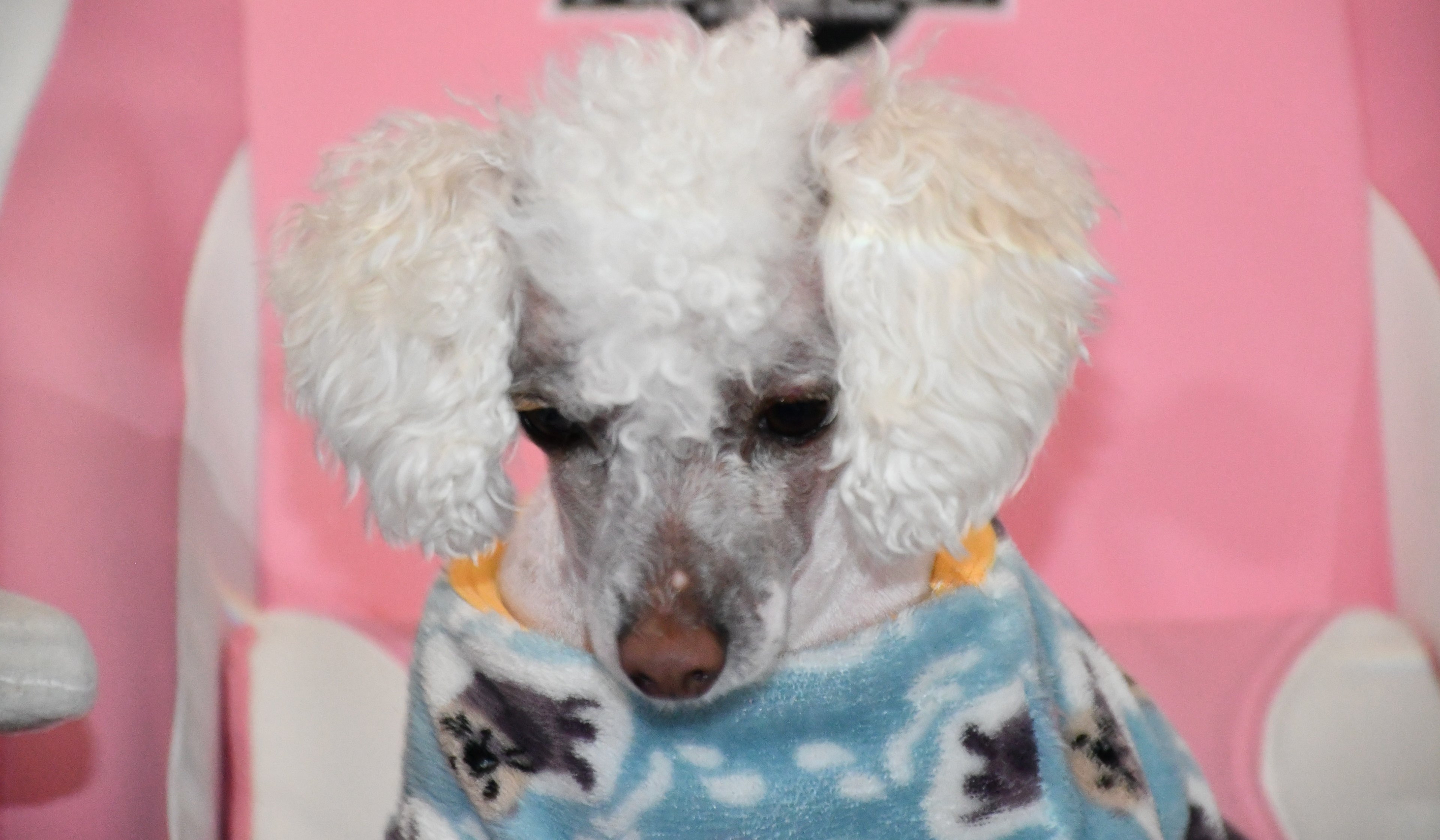 Juno the toy poodle. 