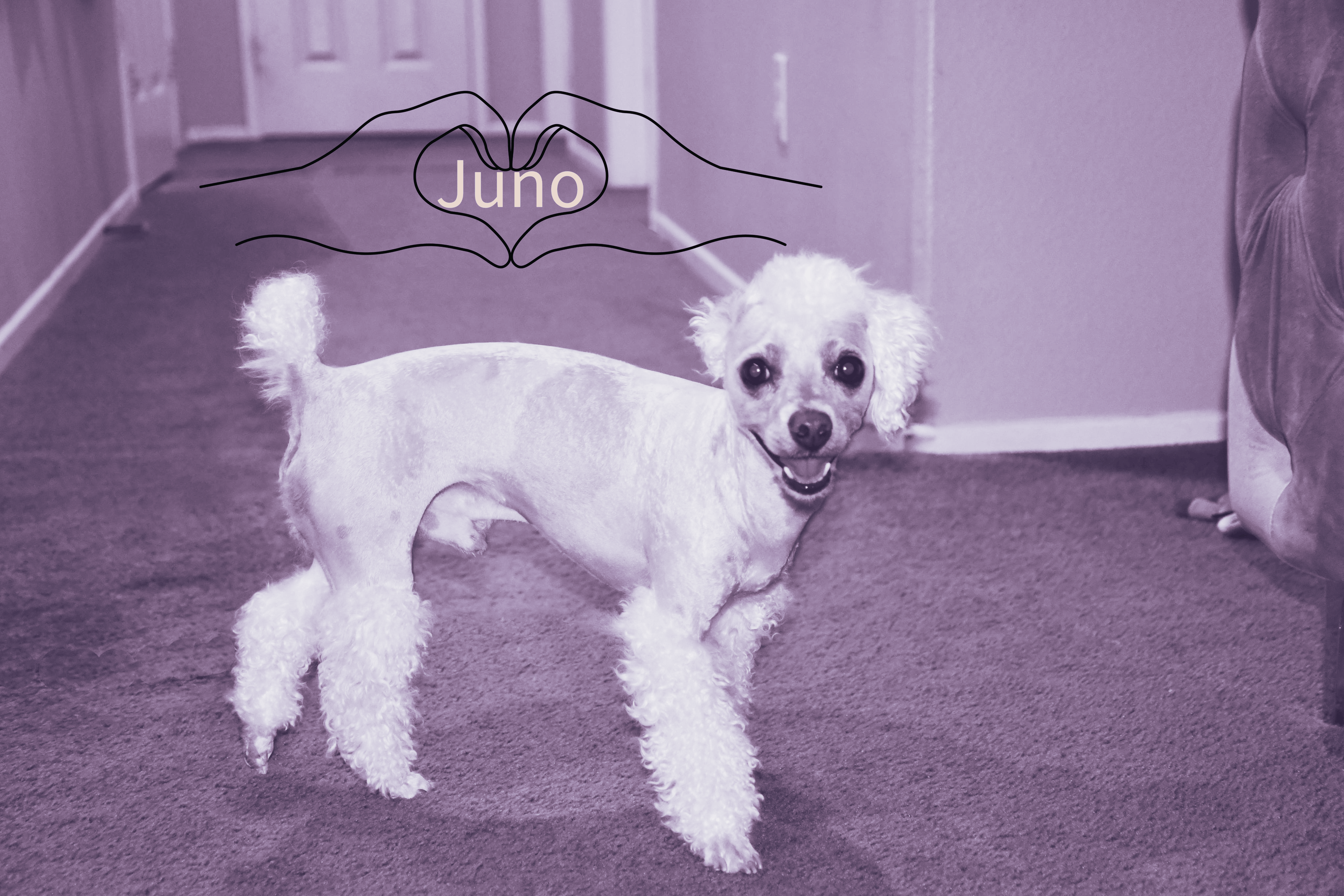 Juno the toy poodle. Mister fashions son. 