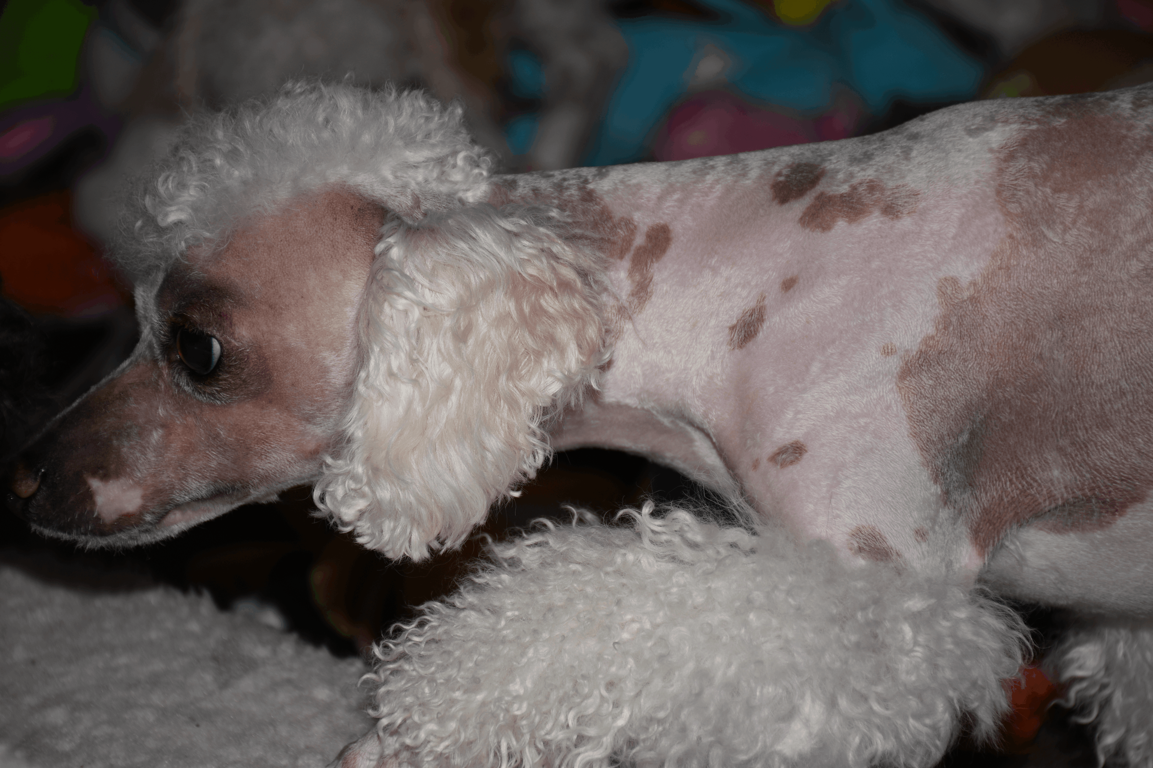 a well groomed toy poodle named Juno.
