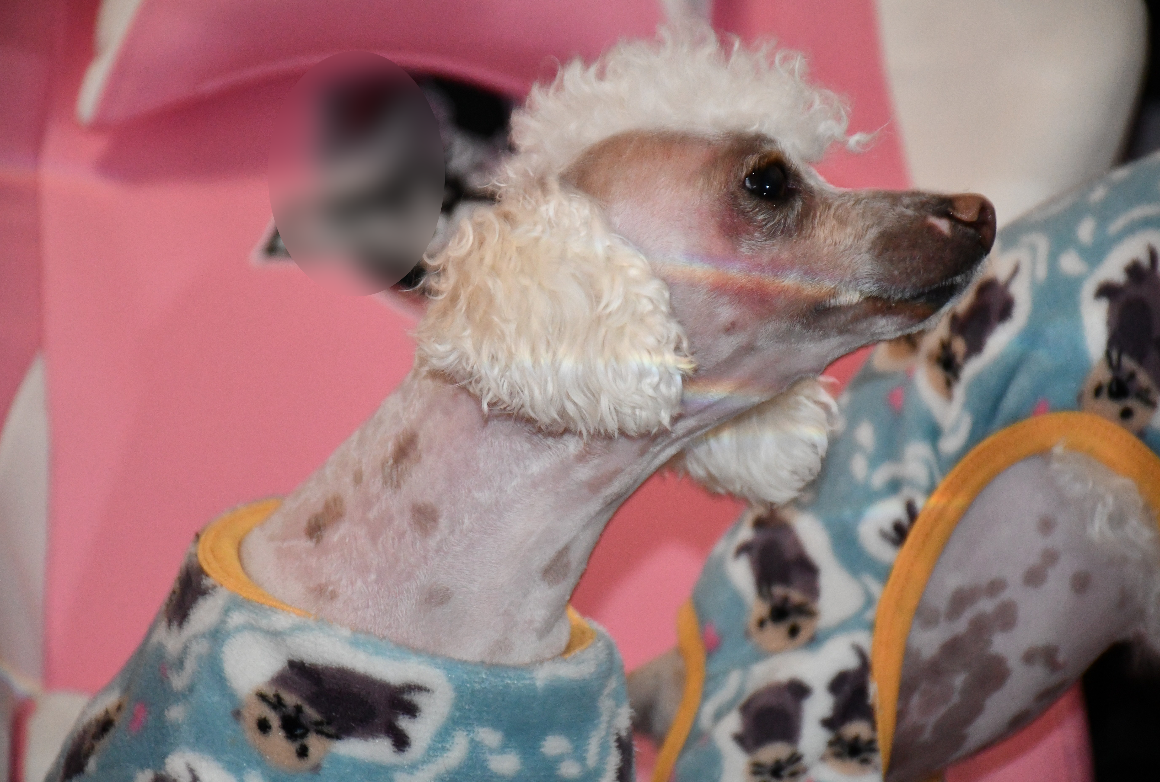 a toy poodle named Juno