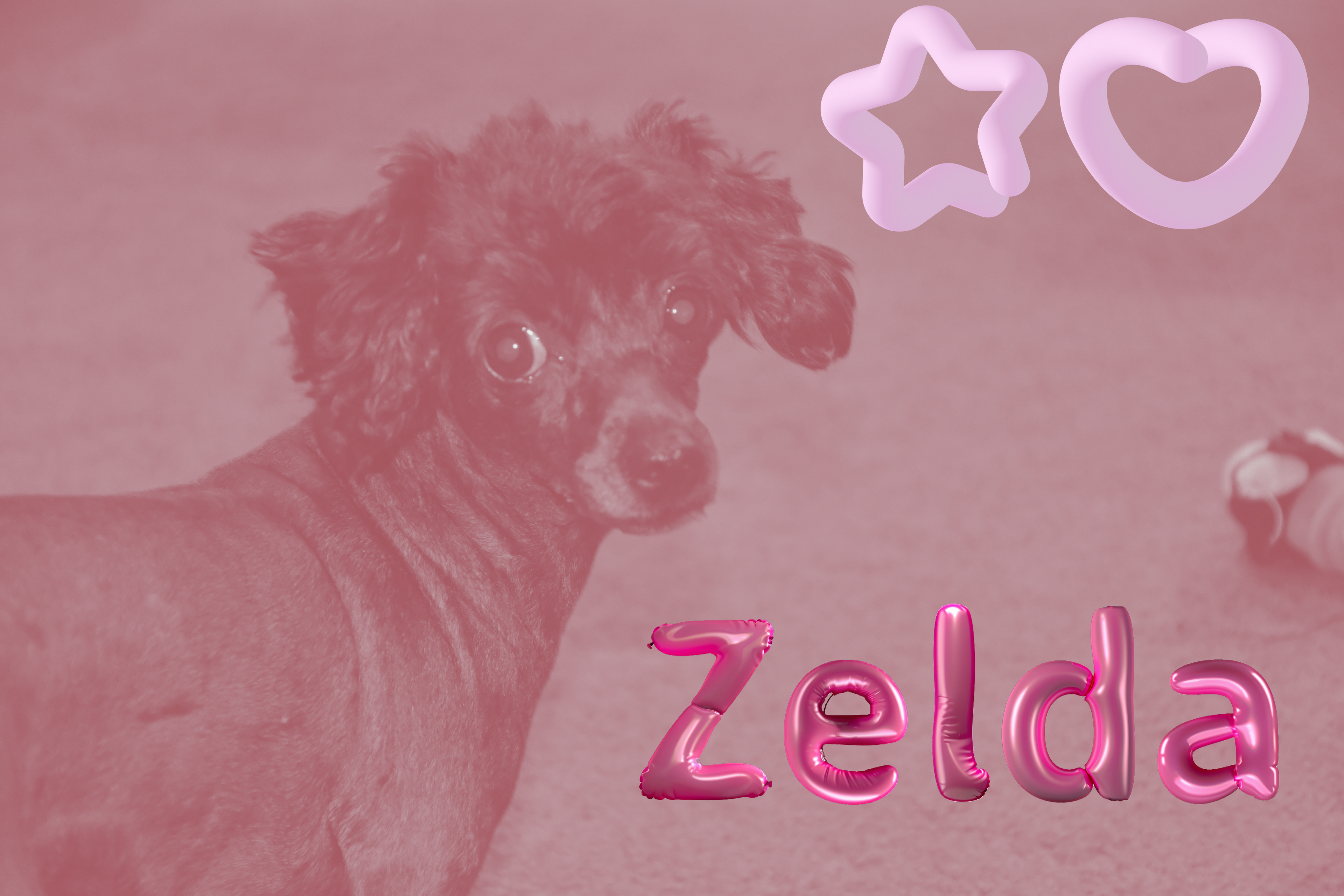 Zelda the toy poodle. Mister fashions daughter. 