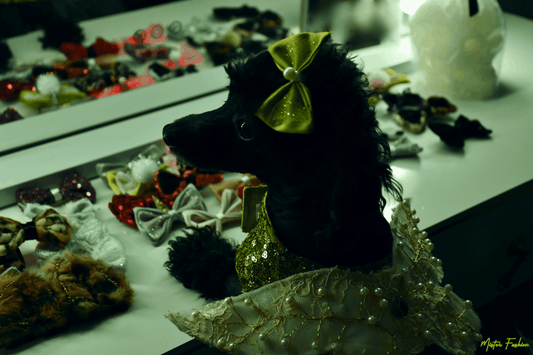 Zelda the poodle wears a pet costume couture piece by mister fashion studio.