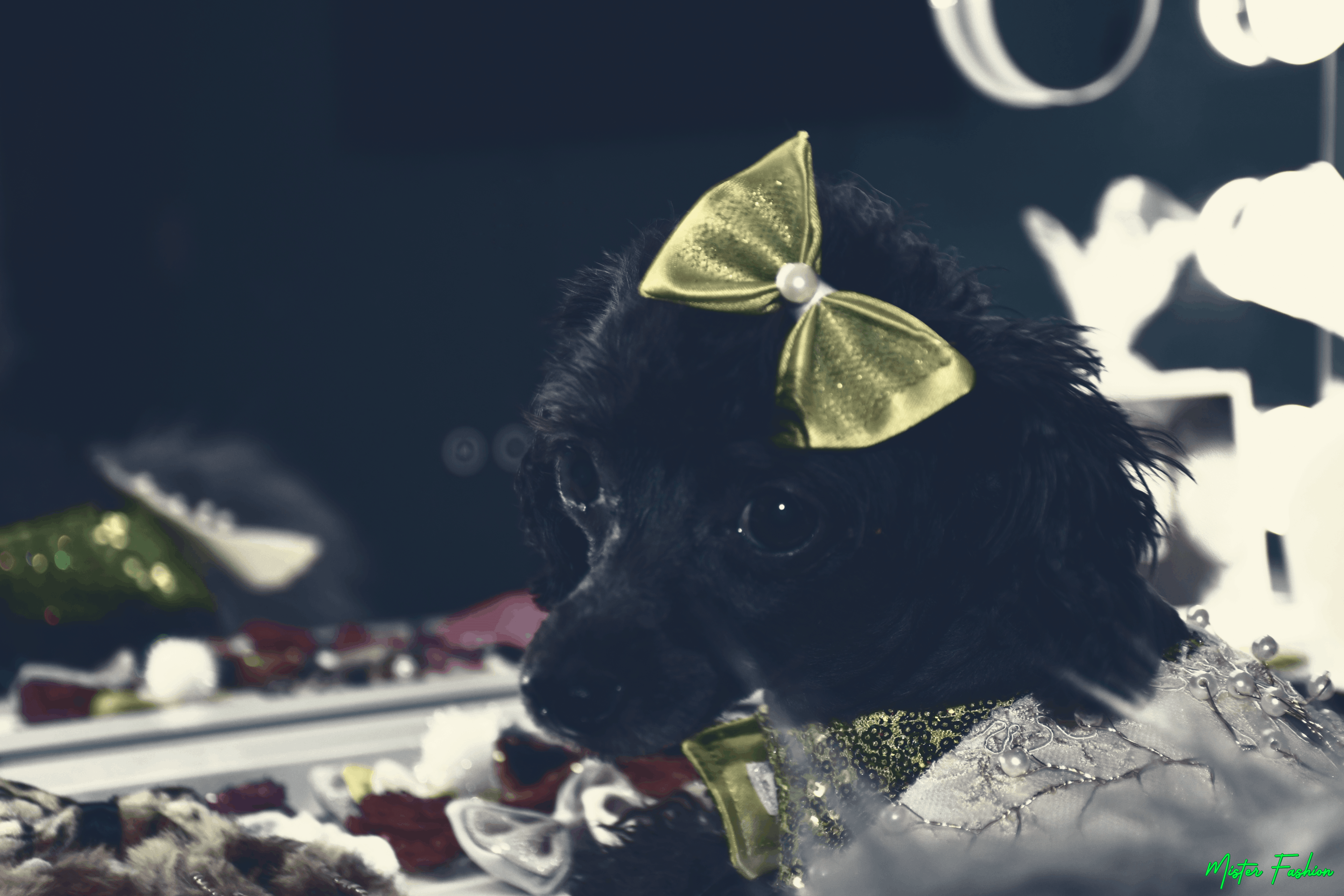 Zelda wears a hair bow and costume by mister fashion studio.