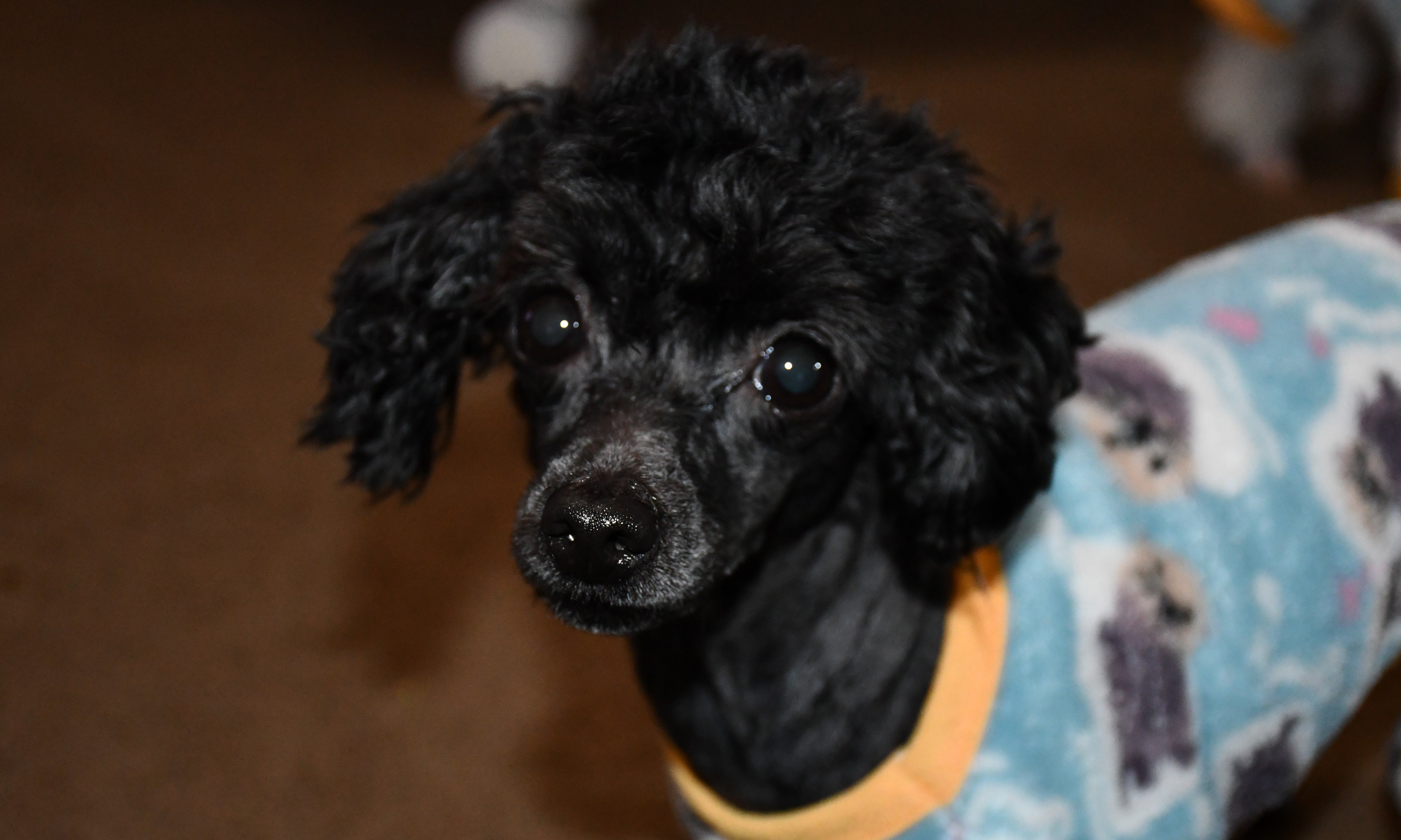 Zelda the toy poodle. Mister Fashions daughter. 