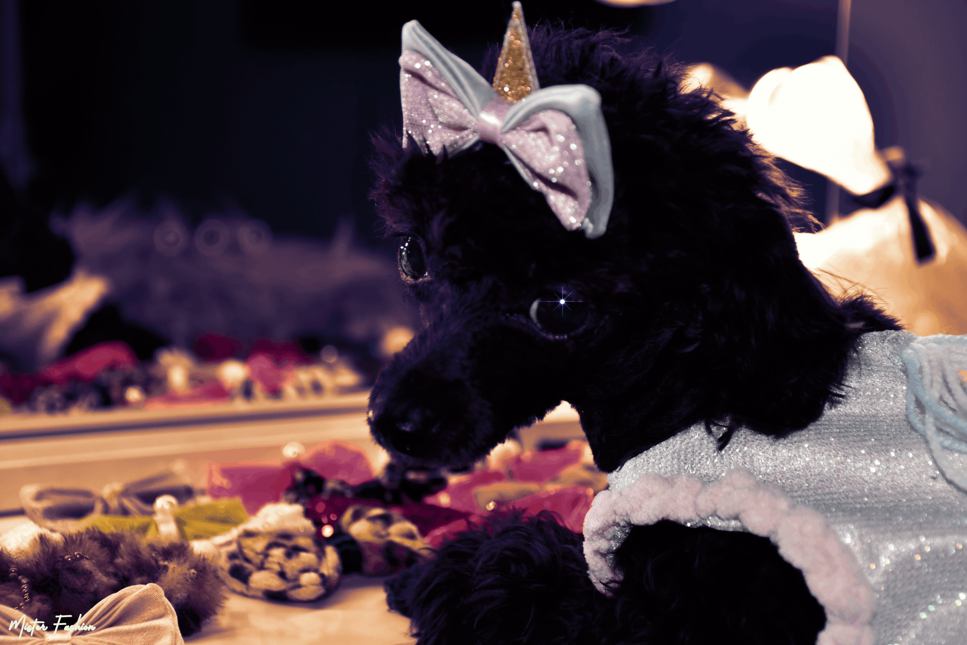 Aura the toy poodle with a twinkle in her eye. costume by mister fashion studio. 