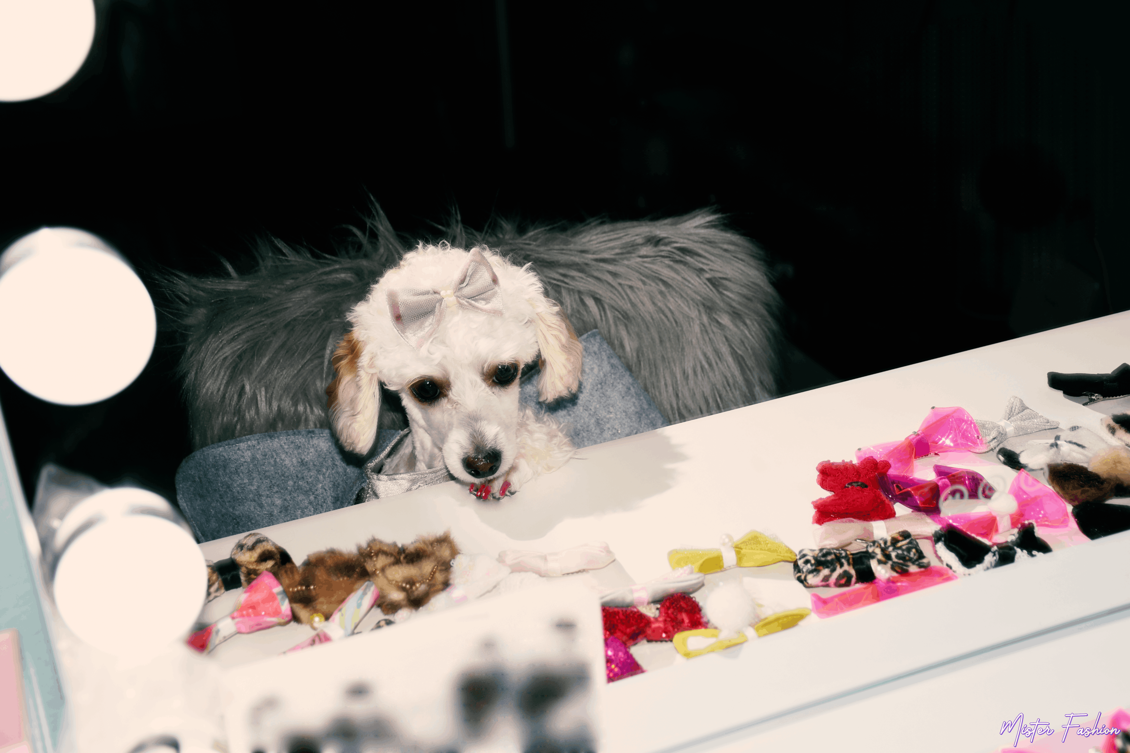 celine the poodle admires herself in the mirror. 