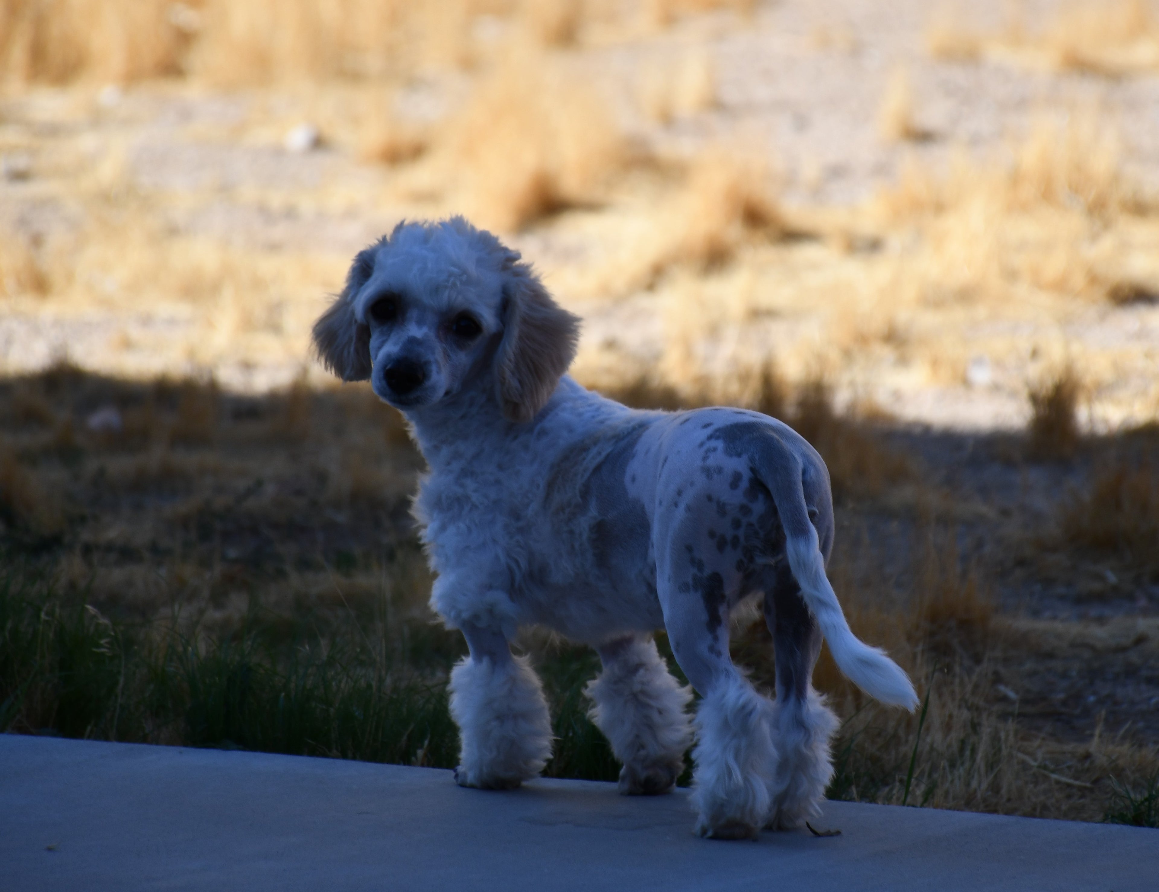 celine the toy poodle outside. 
