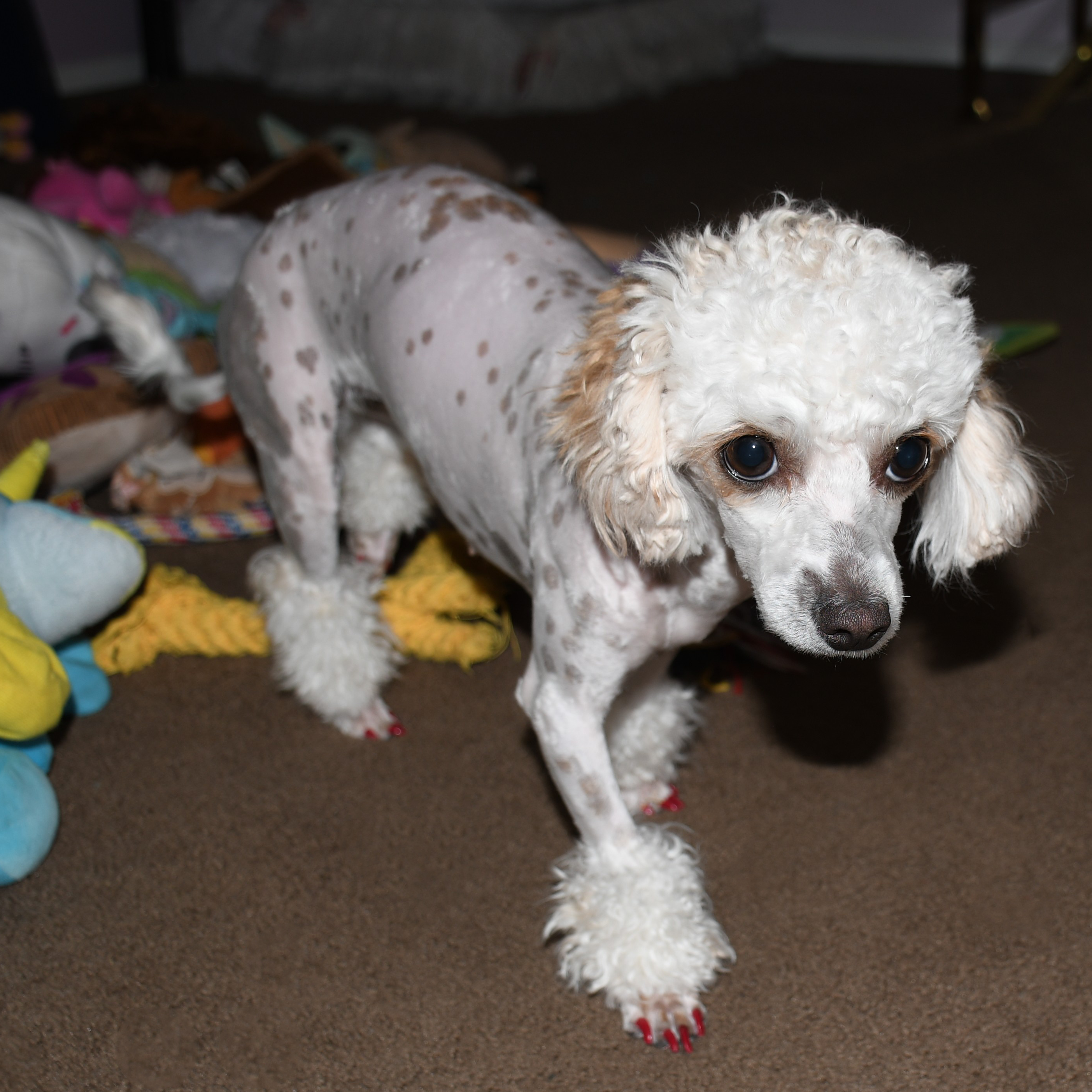 Celine the toy poodle has red nail polish. 