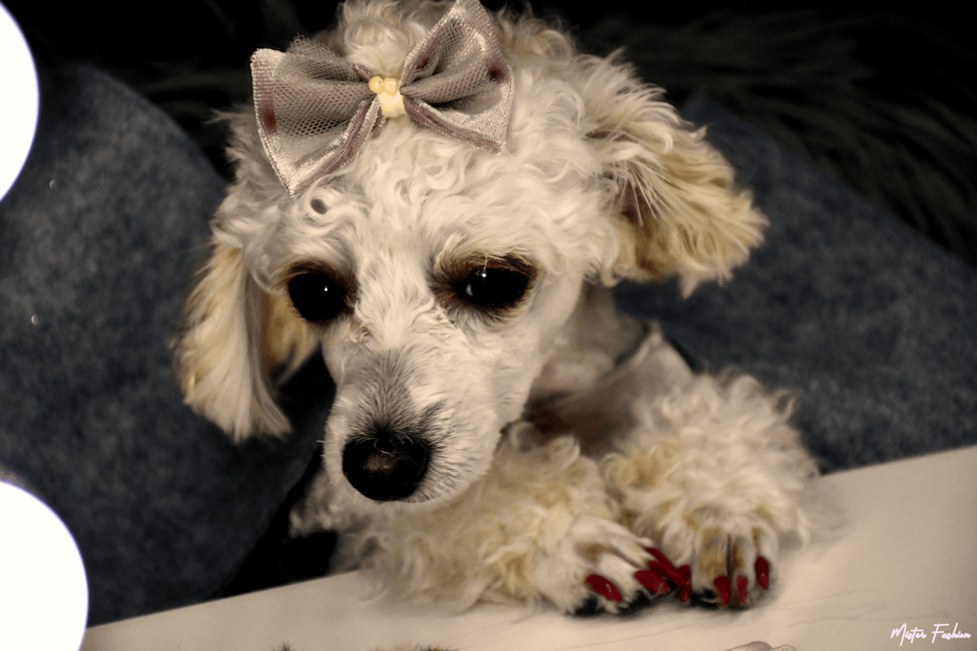 Celine the poodle is in a mister fashion studio per costume. 