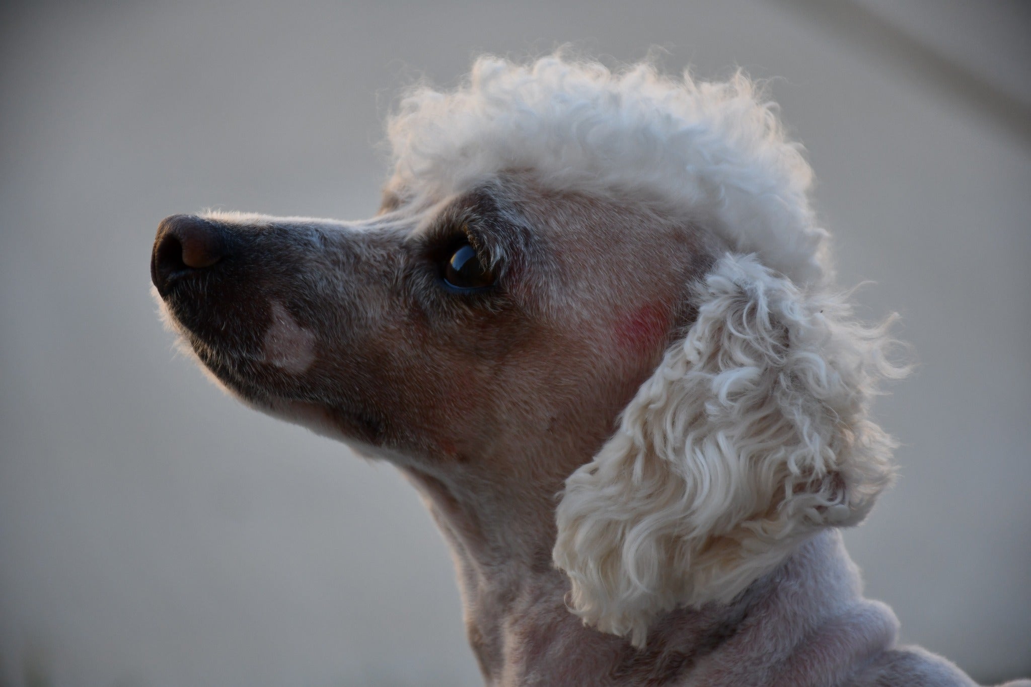 a well groomed poodle named Juno. Mister Fashions Son. 