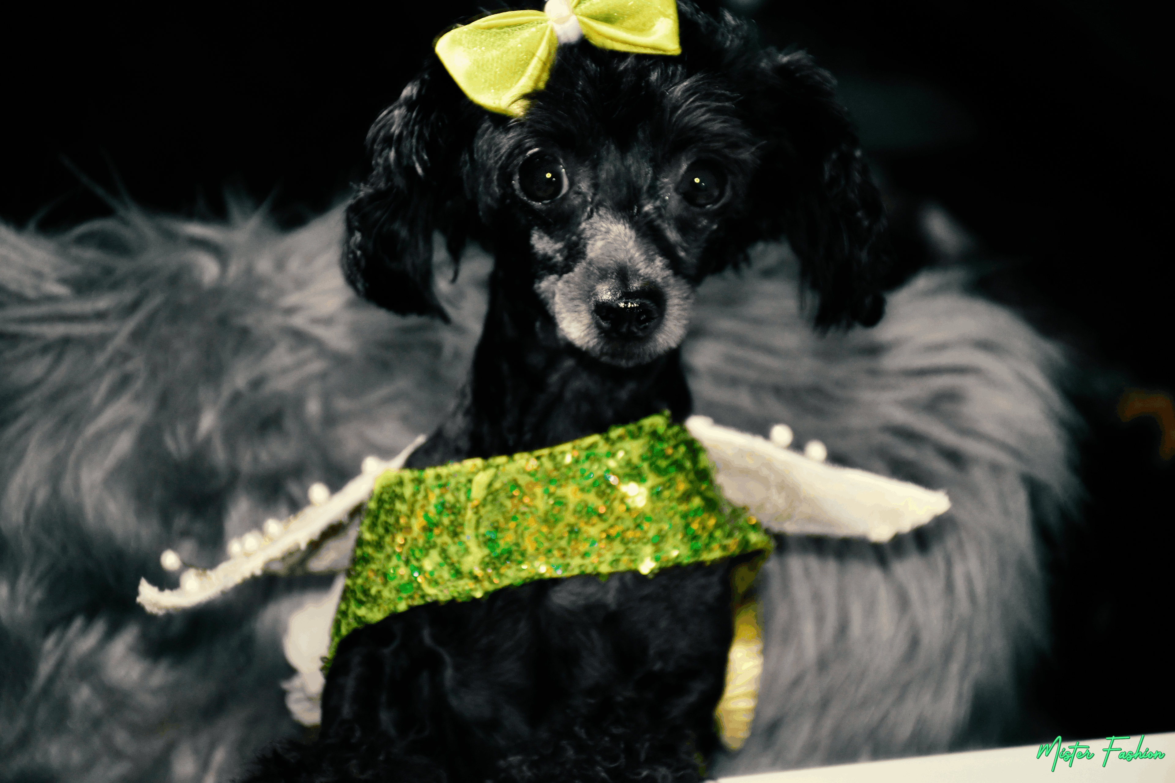 Zelda wears a Greek goddess fairy costume by mister fashion studio.
