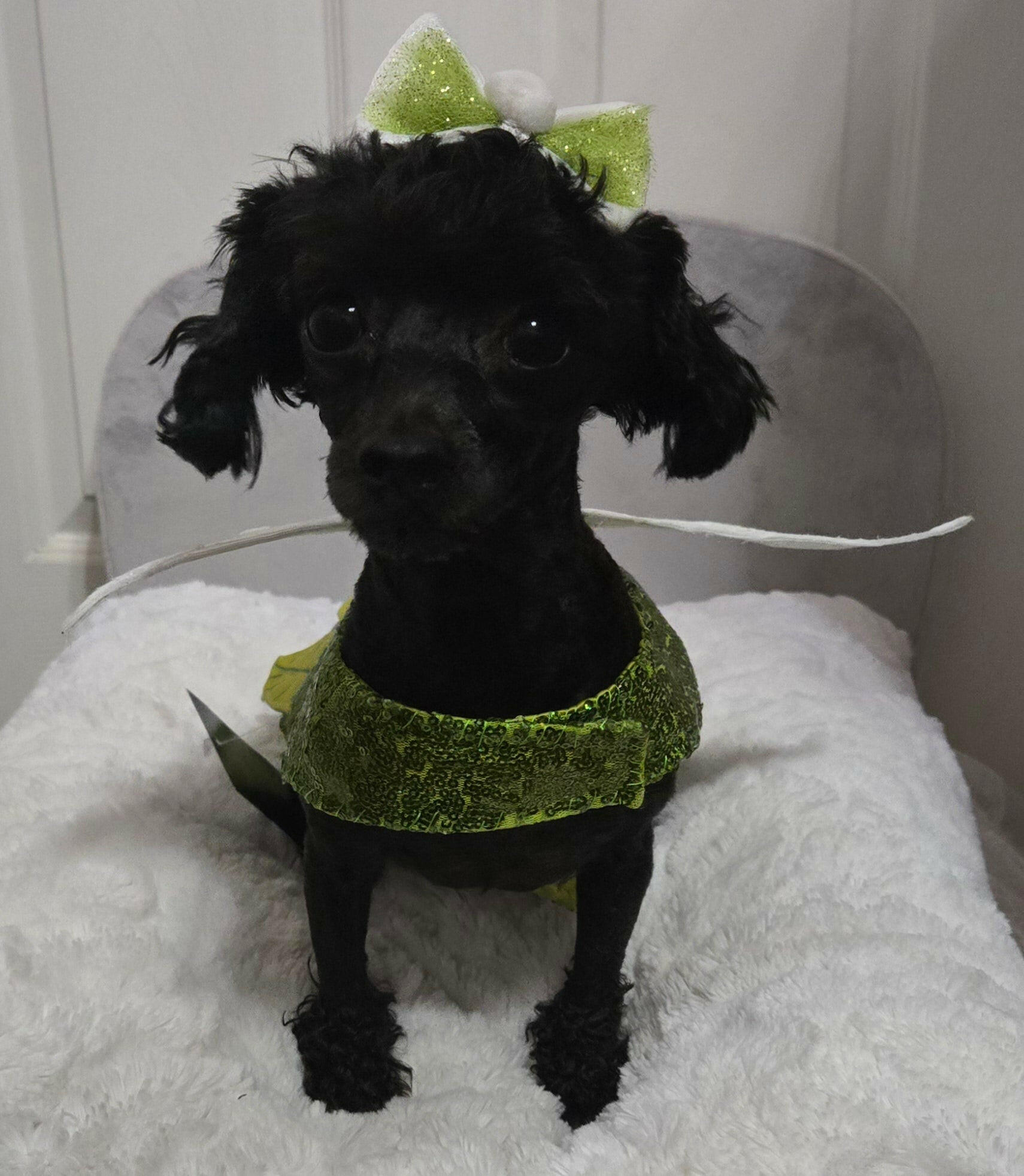 zelda wearing enchanted fairy pet dress