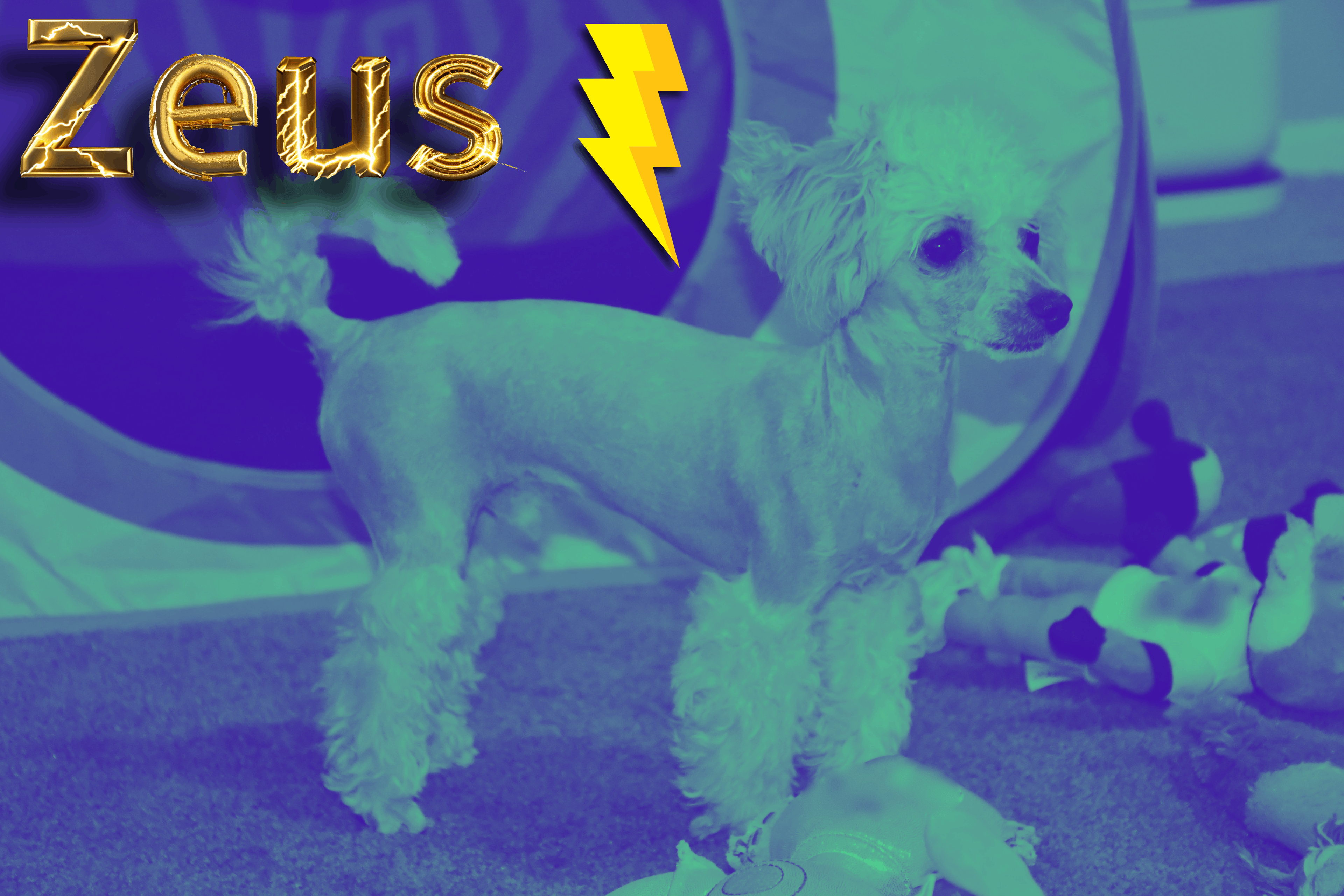 Zeus the toy poodle. Mister fashions Son. 