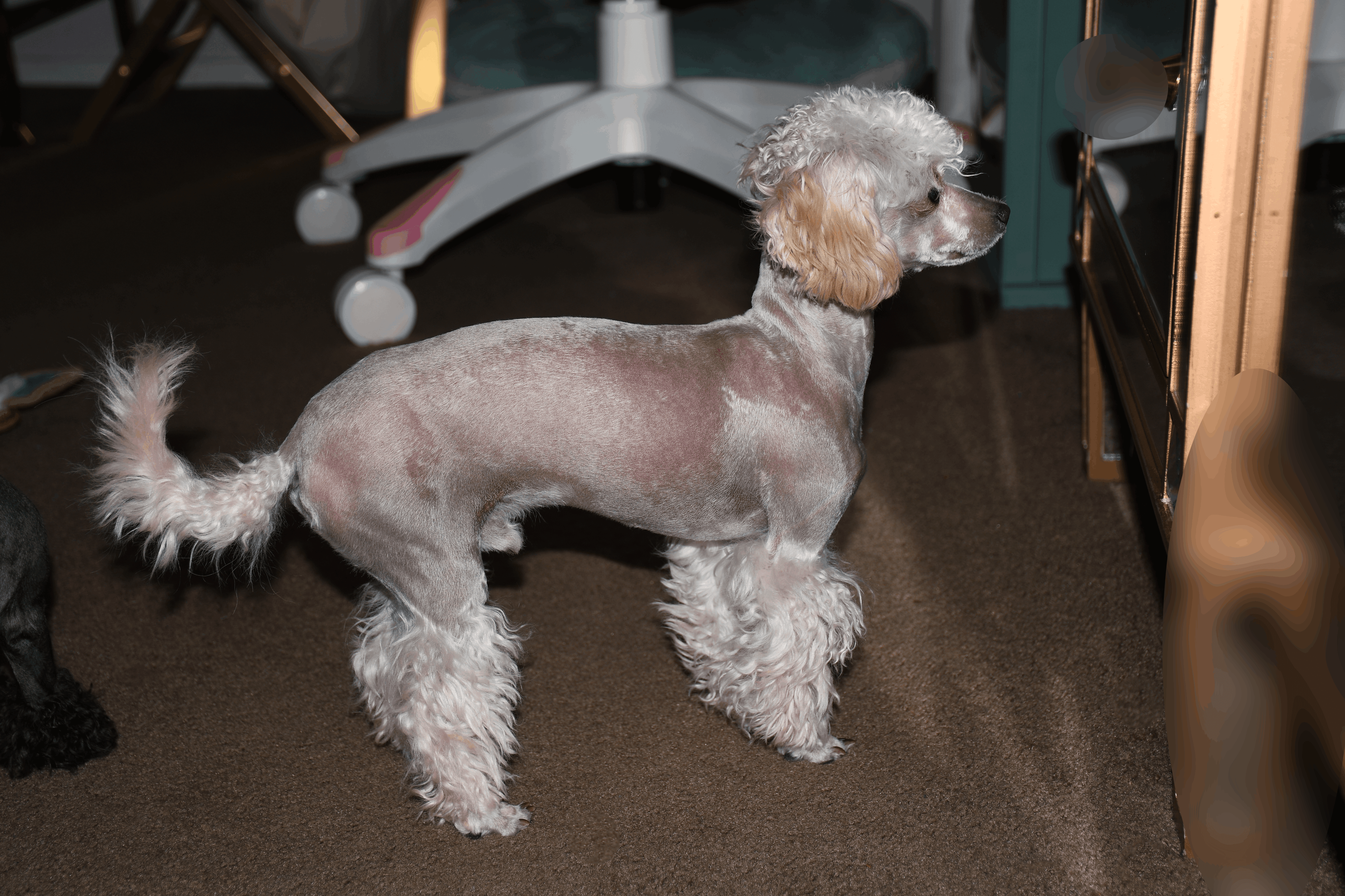 zeus the toy poodle looks in the mirror